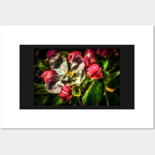 HDR Apple Blossom Posters and Art